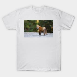 Red Fox - Algonquin Park, Canada T-Shirt